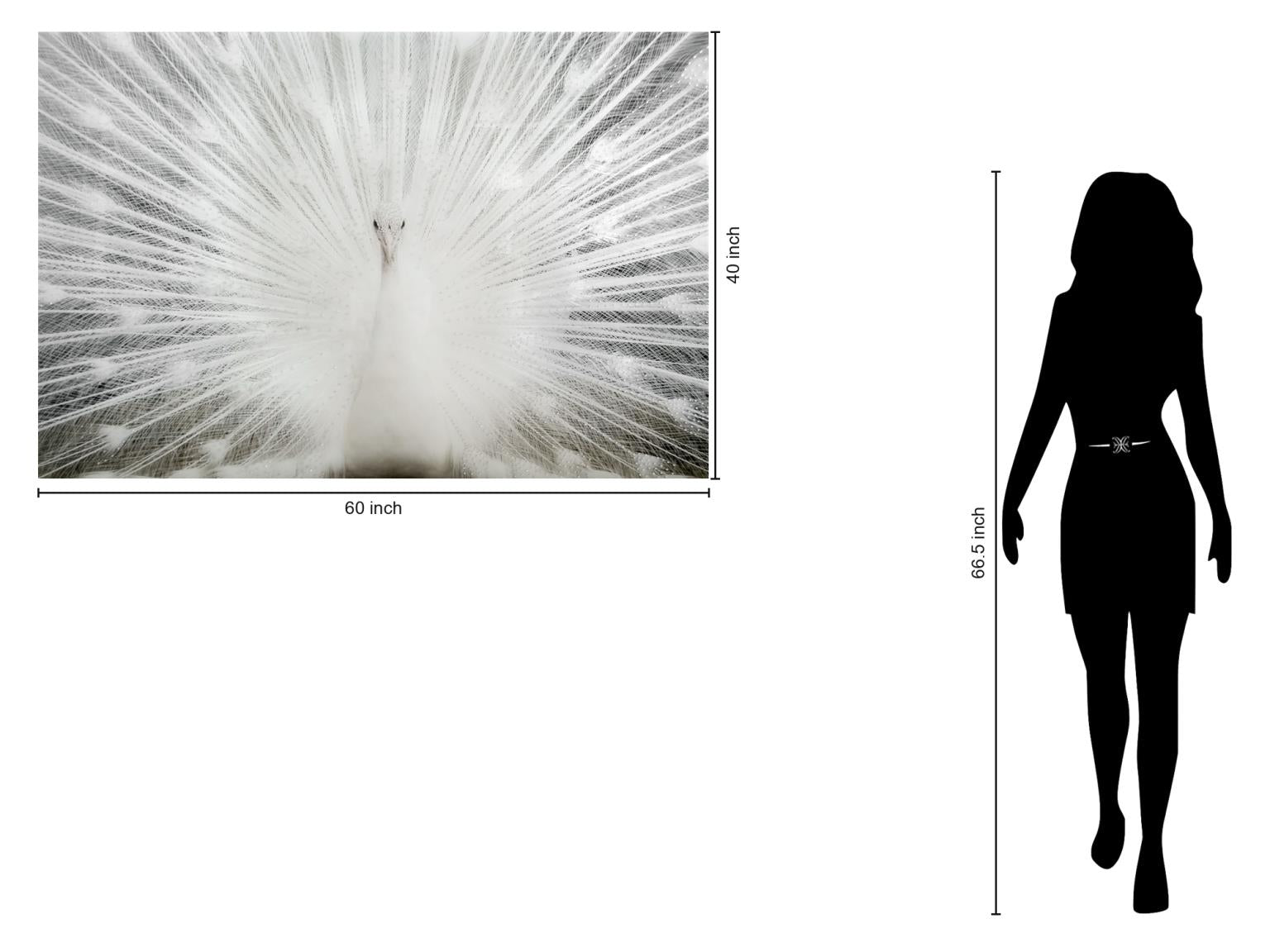 White Peacock Wall Art Tempered Glass - Euro Living Furniture