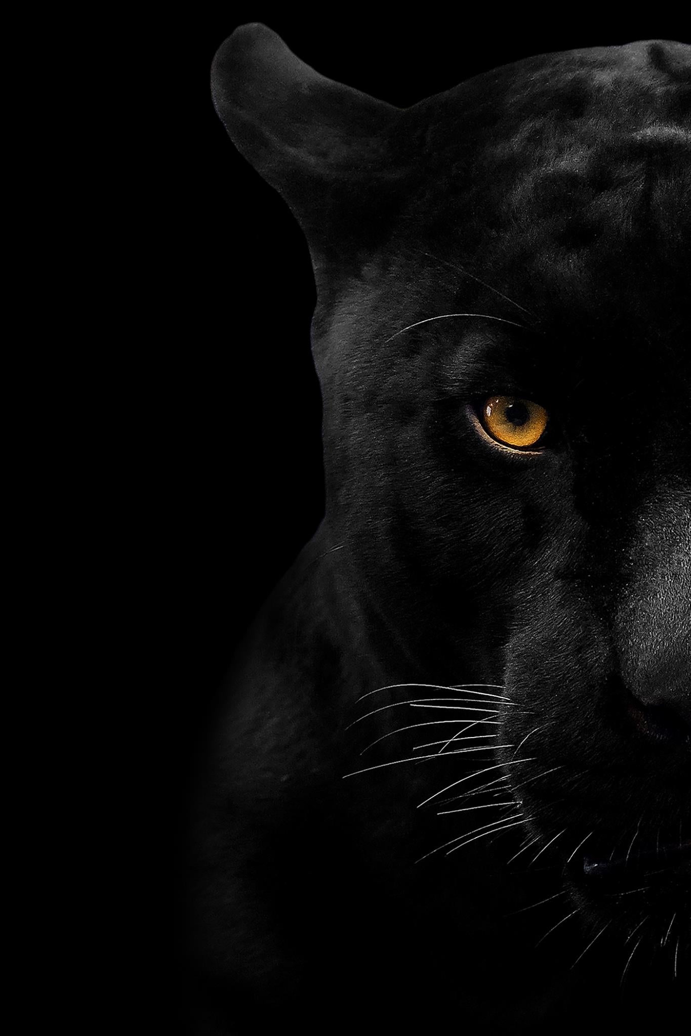 Panter Wall Art Tempered Glass - Euro Living Furniture