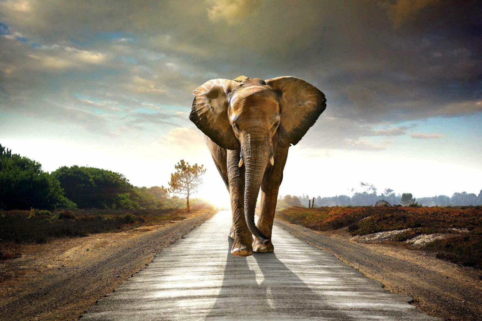 Elephant 40x60 Tempered Glass