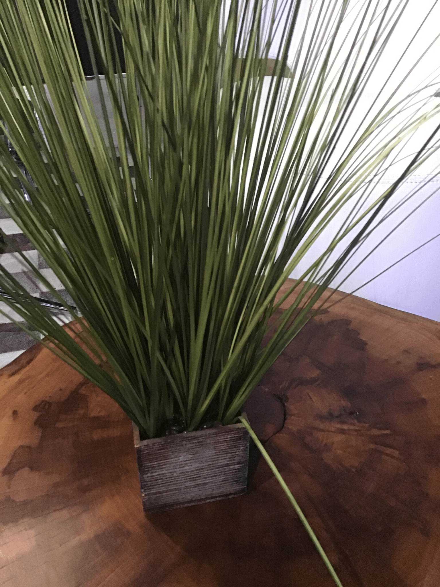 Accent plant with brown square vase - Euro Living Furniture