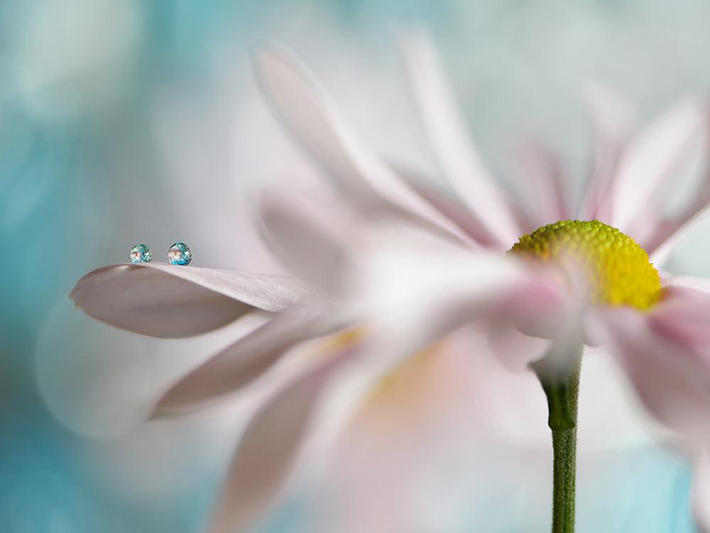 Pink Daisy Duo I - Euro Living Furniture