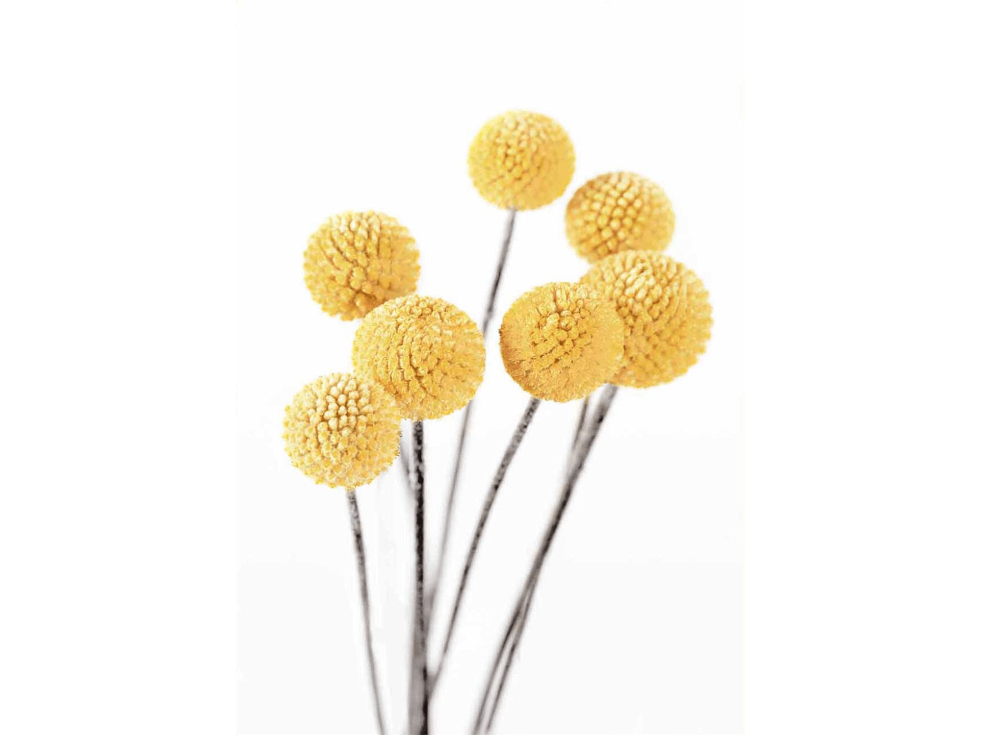 Yellow Bulbs - Euro Living Furniture