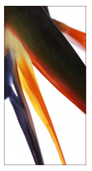 Laura I Art 36" x 72" - Euro Living Furniture