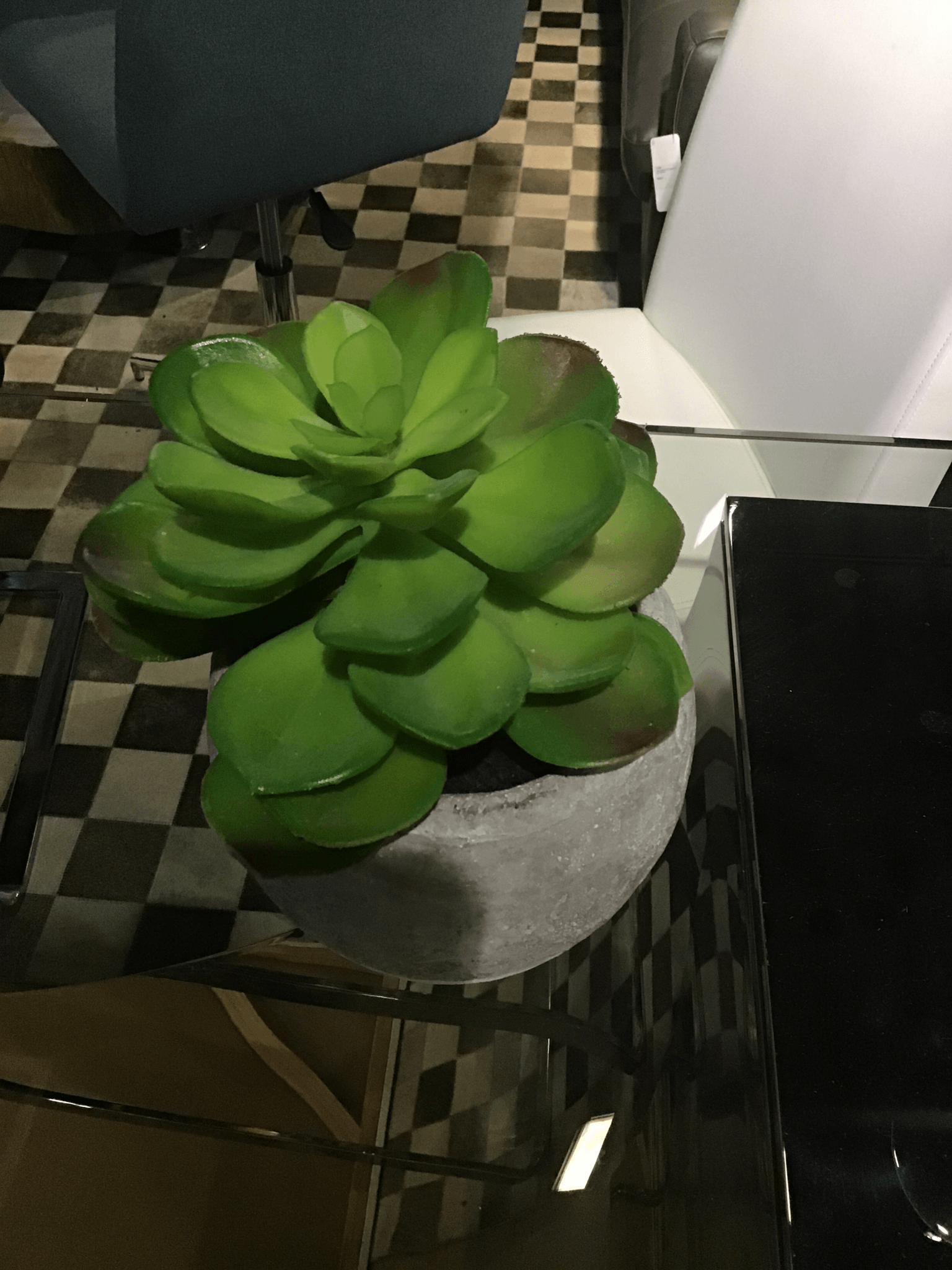 Mini plant with ceramic base - Euro Living Furniture
